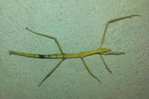 Clonopsis gallica